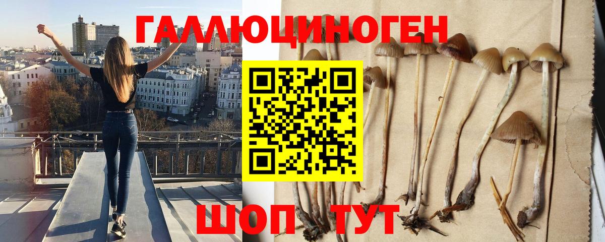 Псилоцибиновые грибы прущие грибы Торжок
